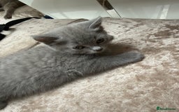 British Shorthair cats for sale: British Blue Shorthair  - Image 6