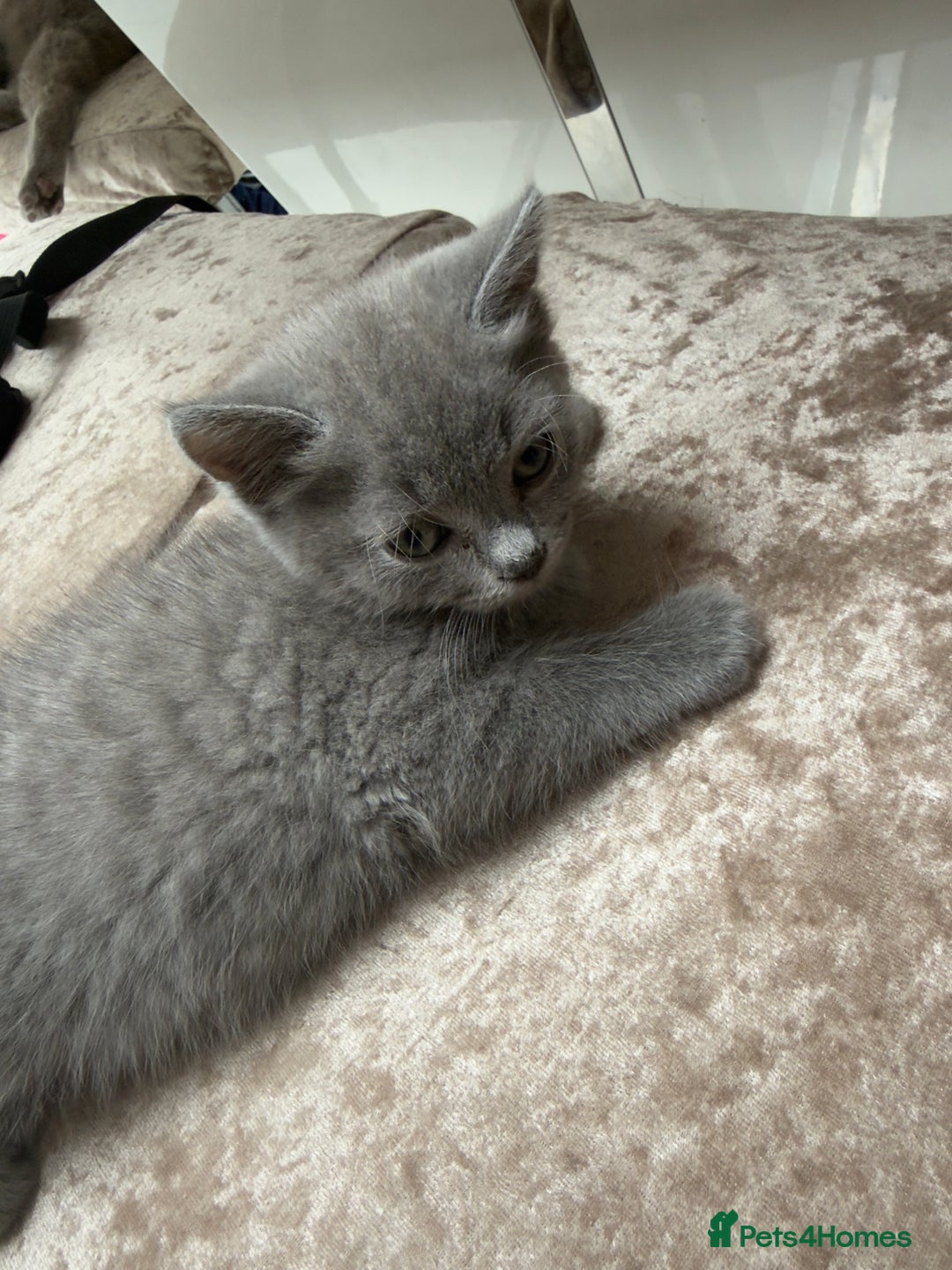British Shorthair cats for sale: British Blue Shorthair  - Image 6
