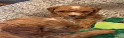 Cavapoo dogs for sale: Exceptional Pups Raised by a Professional Trainer. - Advert 20