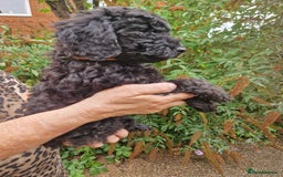 Cockapoo dogs for sale: SIMPLY UNIQUE SHOW TYPE F1b COCKAPOOS - Image 13