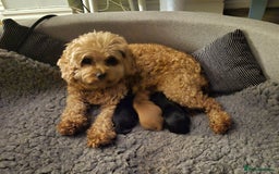 Cavapoo dogs for sale: Cavapoo puppies available from 27.9.25 - Image 11