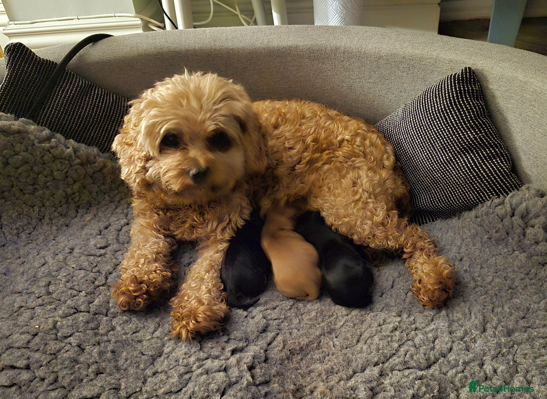 Cavapoo dogs for sale: Cavapoo puppies available from 27.9.25 - Image 11