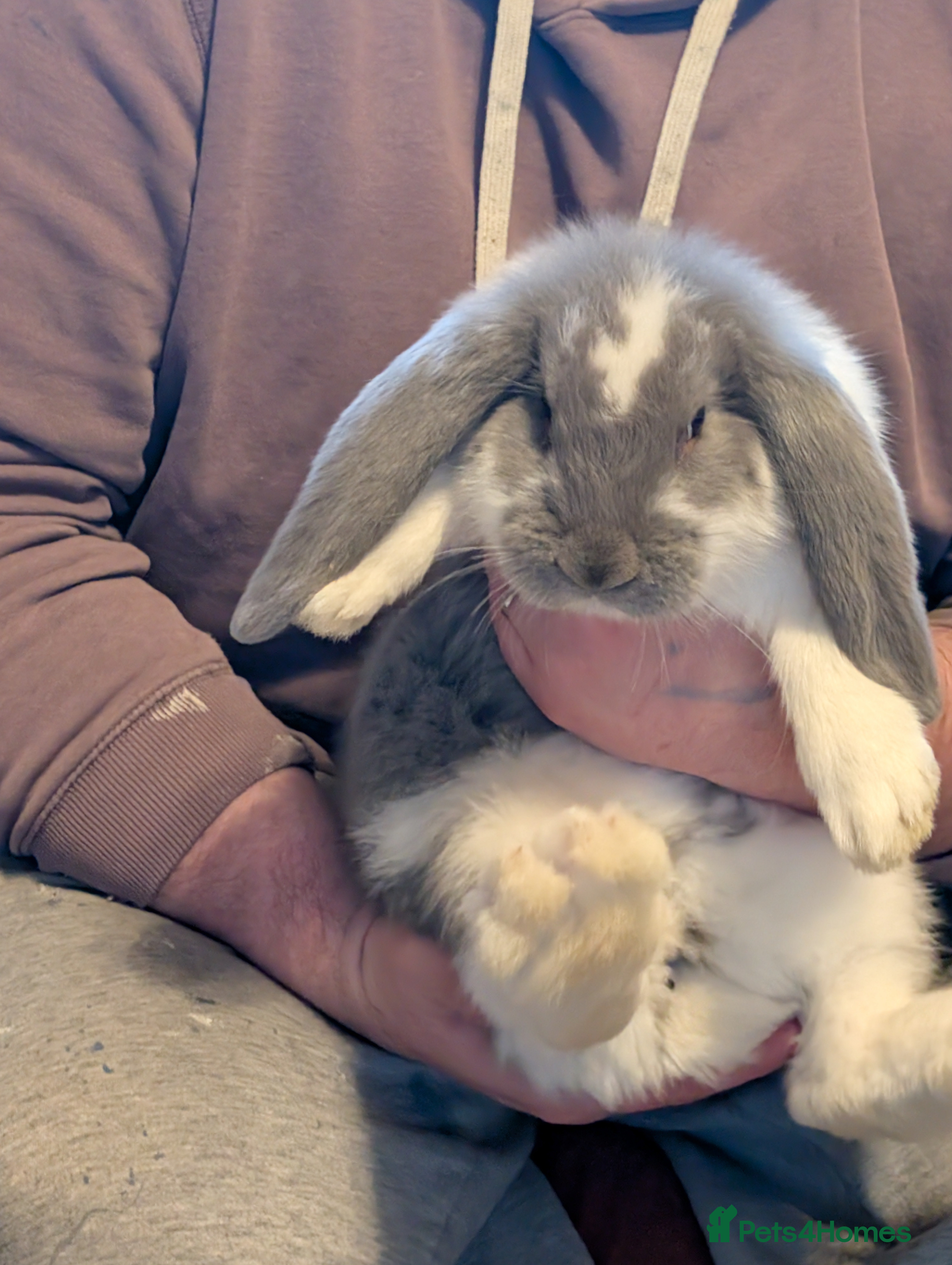 French Lop rabbits Giant French lop  - Advert 1