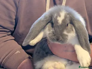 French Lop rabbits Giant French lop - Advert 1