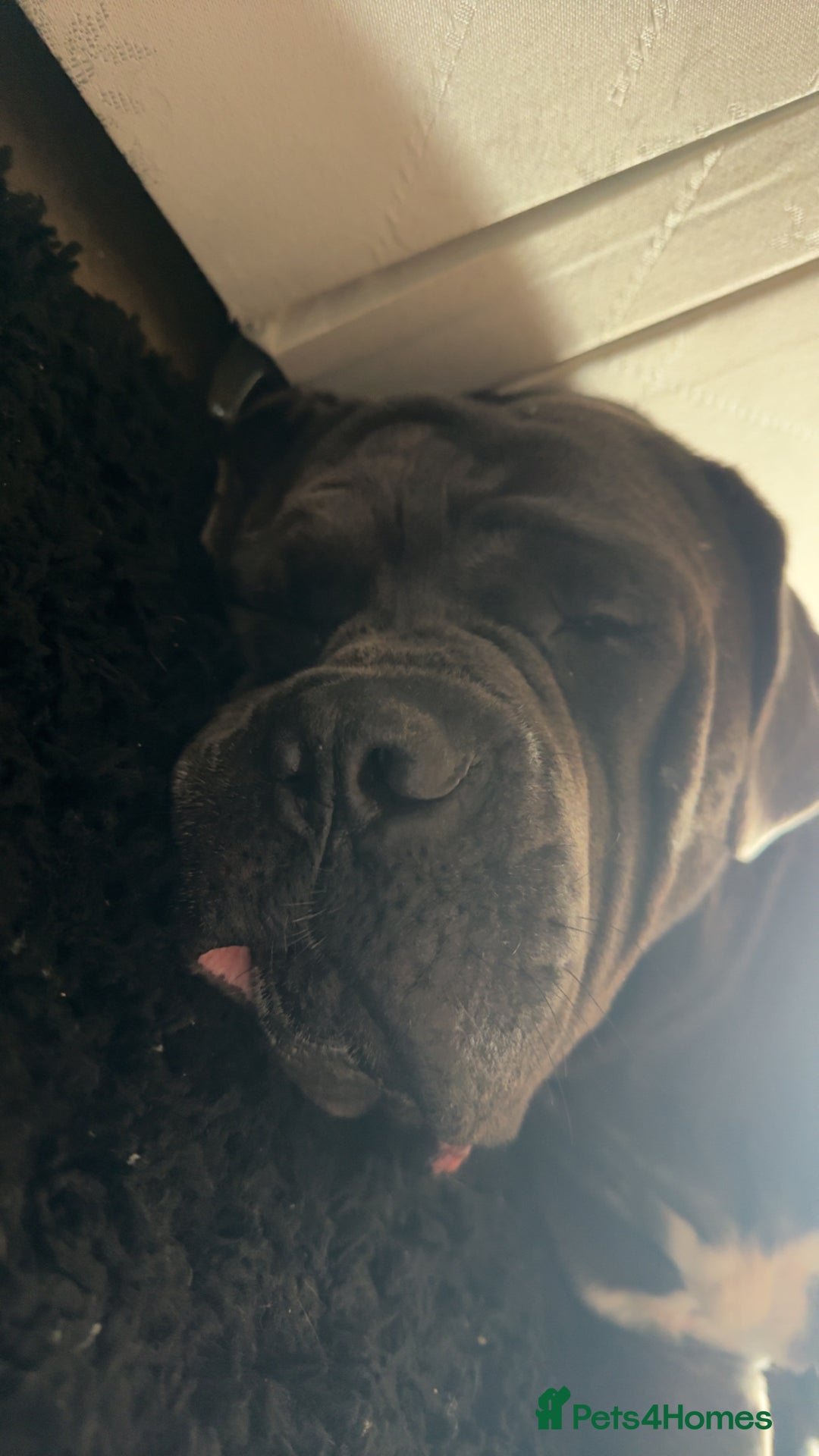 Cane Corso dogs for sale: That (Tye) looking for his forever home  - Image 9
