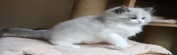 Ragdoll cats for sale: purebred Ragdoll kittens for sale  - Advert 17