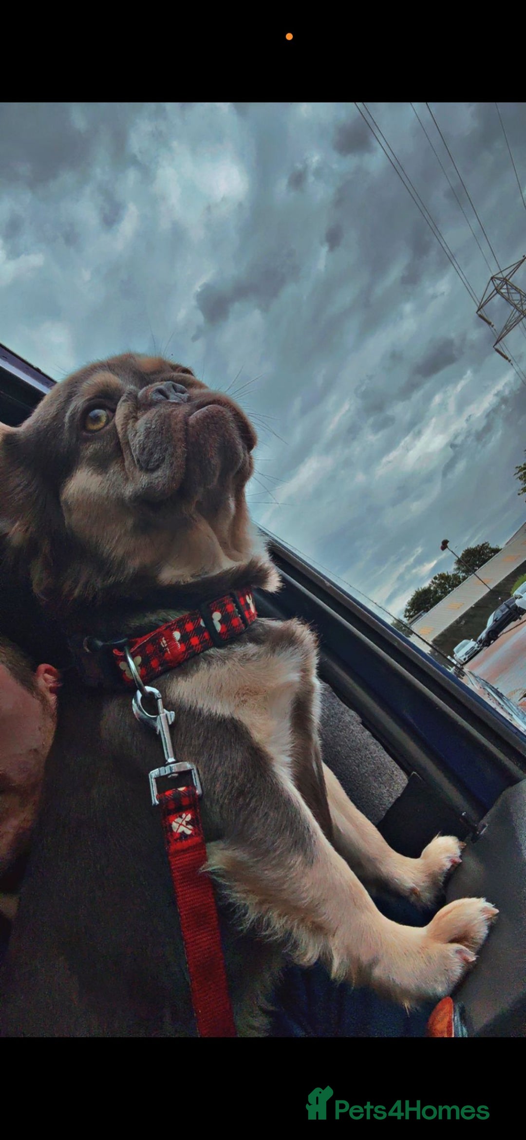 French Bulldog dogs for sale: Beautiful fluffy French bulldog kc reg - Advert 1