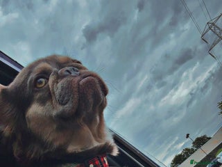 French Bulldog dogs Beautiful fluffy French bulldog kc reg - Advert 1