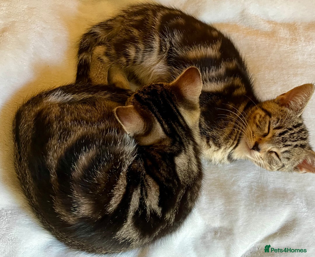 Bengal cats for sale: Sweetest Little Bengal X 9wks old in Dorking - Image 13