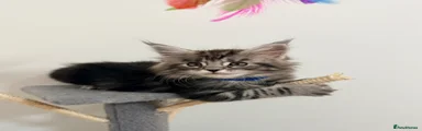 Maine Coon Kitten 2