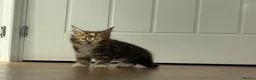 Maine Coon cats for sale: Beautiful Maine Coon Kittens – Born 19 June 2026 - Advert 12