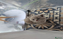 British Shorthair cats for sale: Britishshort hair kittens - Image 16