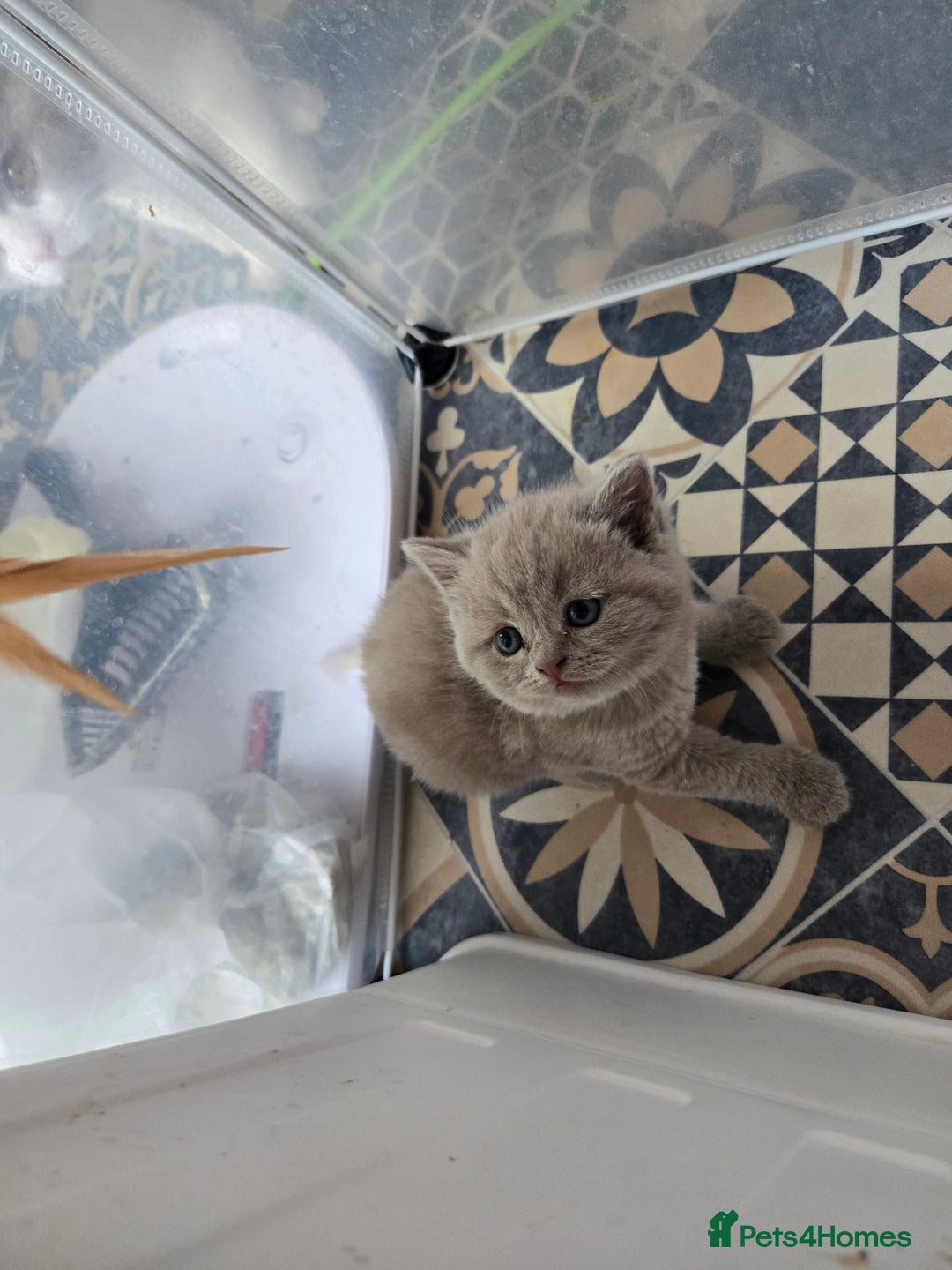 British Shorthair cats for sale: Britishshort hair kittens - Image 16