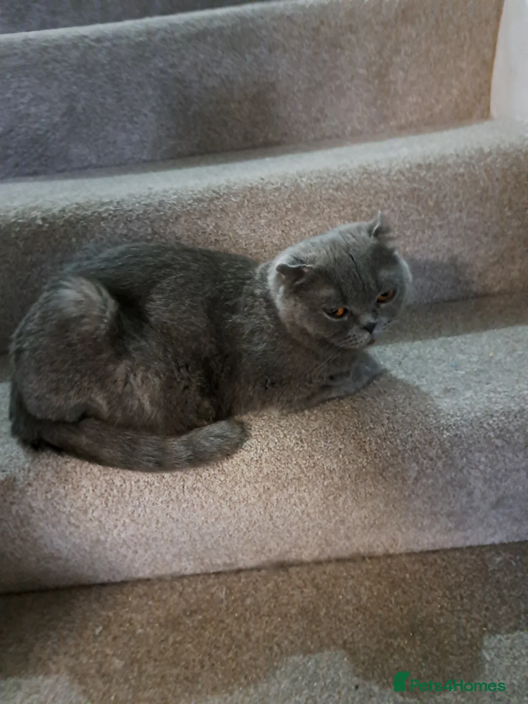 British Shorthair cats for sale: British Shorthair Blue female is ready to go  - Advert 3