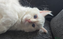 Ragdoll cats for sale: Rare flame point- female - Image 7