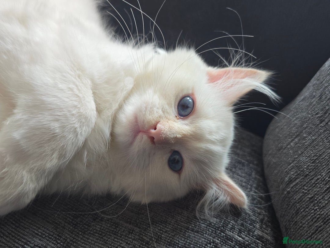 Ragdoll cats for sale: Rare flame point- female - Image 7