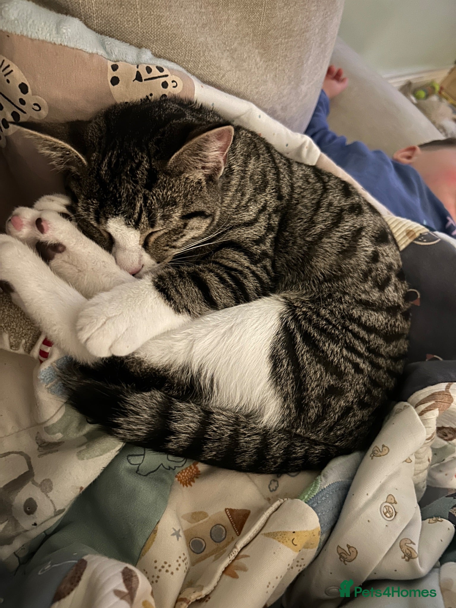Domestic Shorthair cats 1 year old cat  - Advert 5