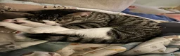 Domestic Shorthair cats for sale: 1 year old cat  in Cockermouth - Advert 1