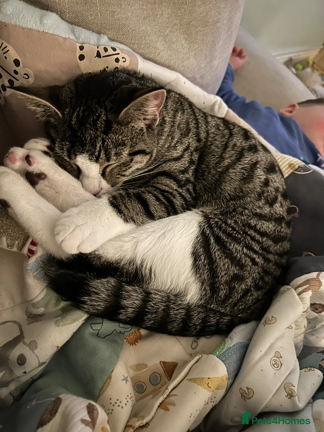 Domestic Shorthair cats for sale: 1 year old cat  in Cockermouth - Advert 1