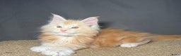 Maine Coon cats for sale: Champion line kittens, ready to reservation🥰 - Advert 10