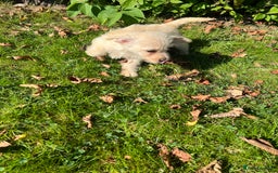 Mixed Breed dogs for sale: West highland terrier/poodle - Image 8