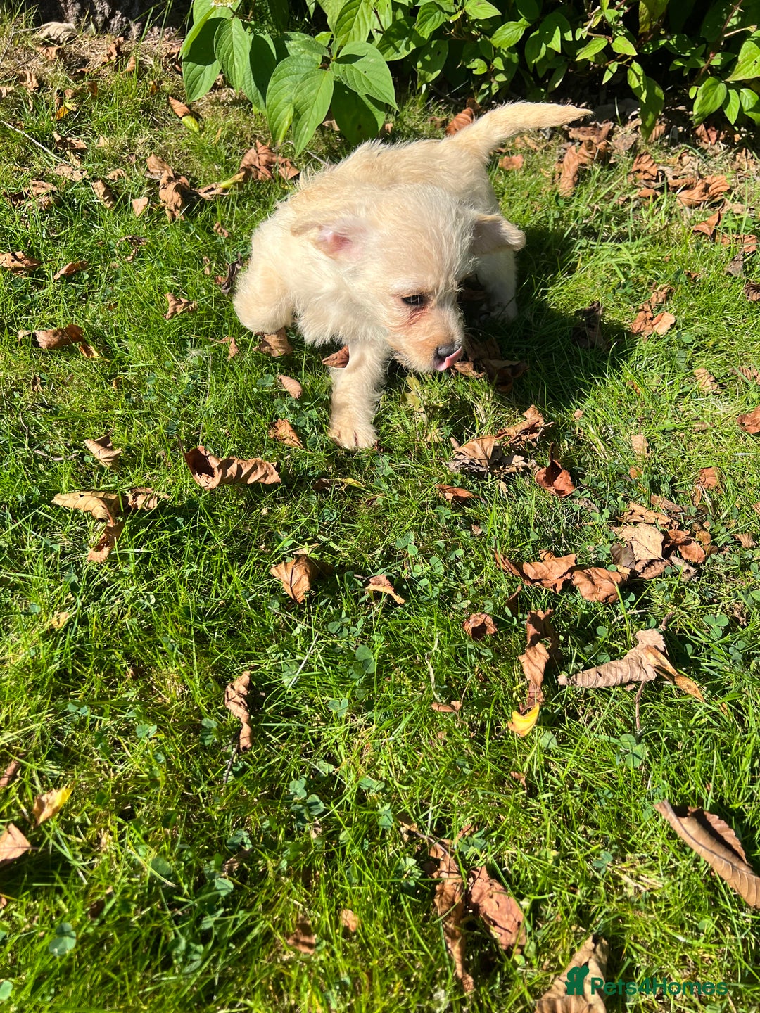 Mixed Breed dogs for sale: West highland terrier/poodle - Image 8