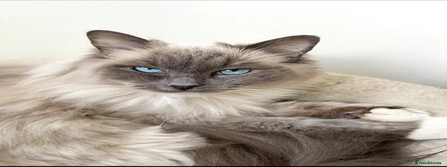 Elizabeth 