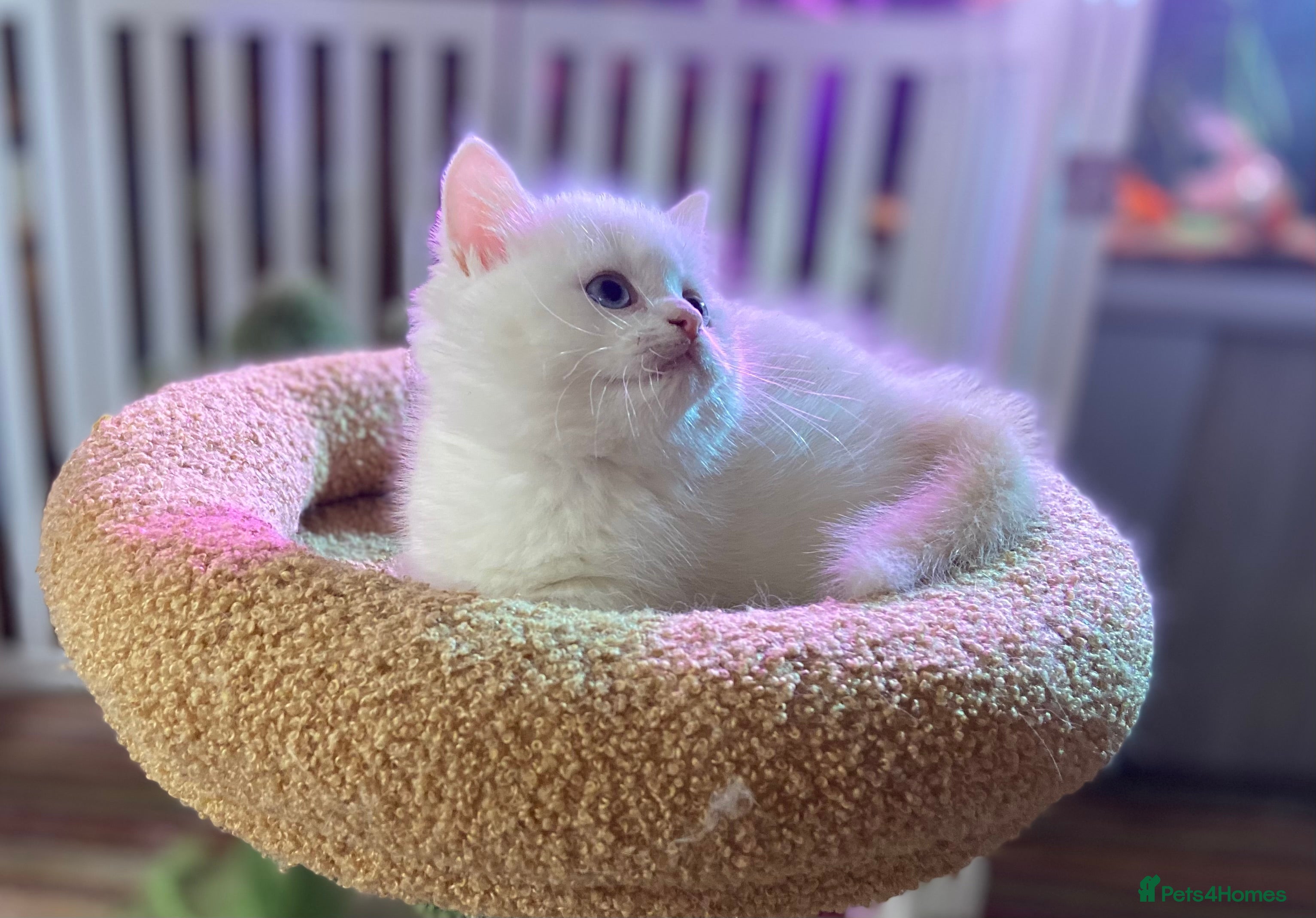 Munchkin cats 8 weeks oldFull Pedigree Munchkin kittens  - Advert 1