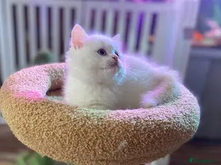 Munchkin cats 8 weeks oldFull Pedigree Munchkin kittens - Advert 1