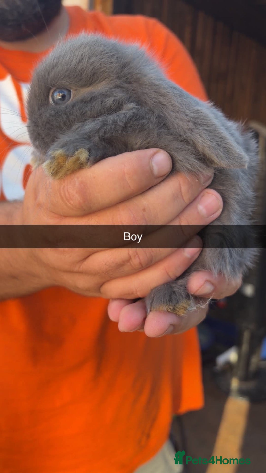 Mini Lop rabbits Mini lop babies - Advert 12