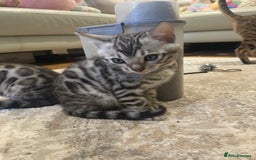 Bengal cats for sale: Pure bengal kittens - Image 17