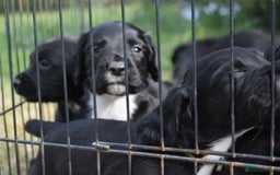 Sprocker dogs for sale: Last F1 sprocker boy ready now - Image 2