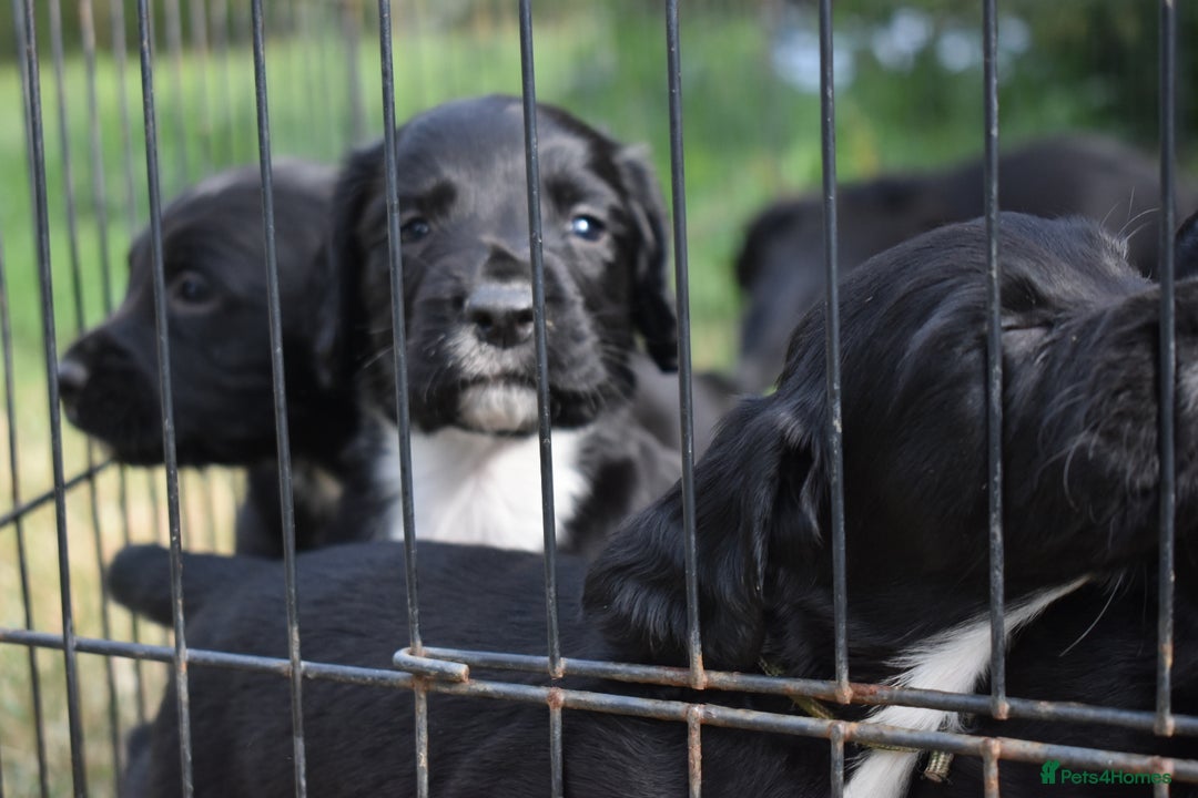 Sprocker dogs for sale: Last F1 sprocker boy ready now - Image 2