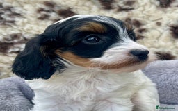 Cavapoo dogs for sale: Toy Cavapoo puppies  - Image 10