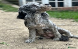Cockapoo dogs for sale: F2 Cockapoo puppies for sale  - Image 8