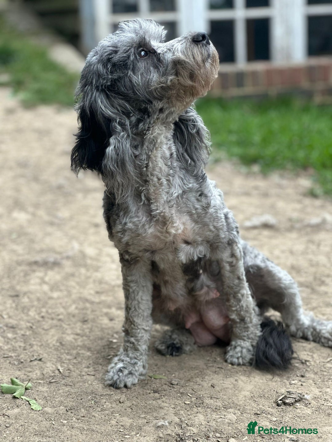 Cockapoo dogs for sale: F2 Cockapoo puppies for sale  - Image 8