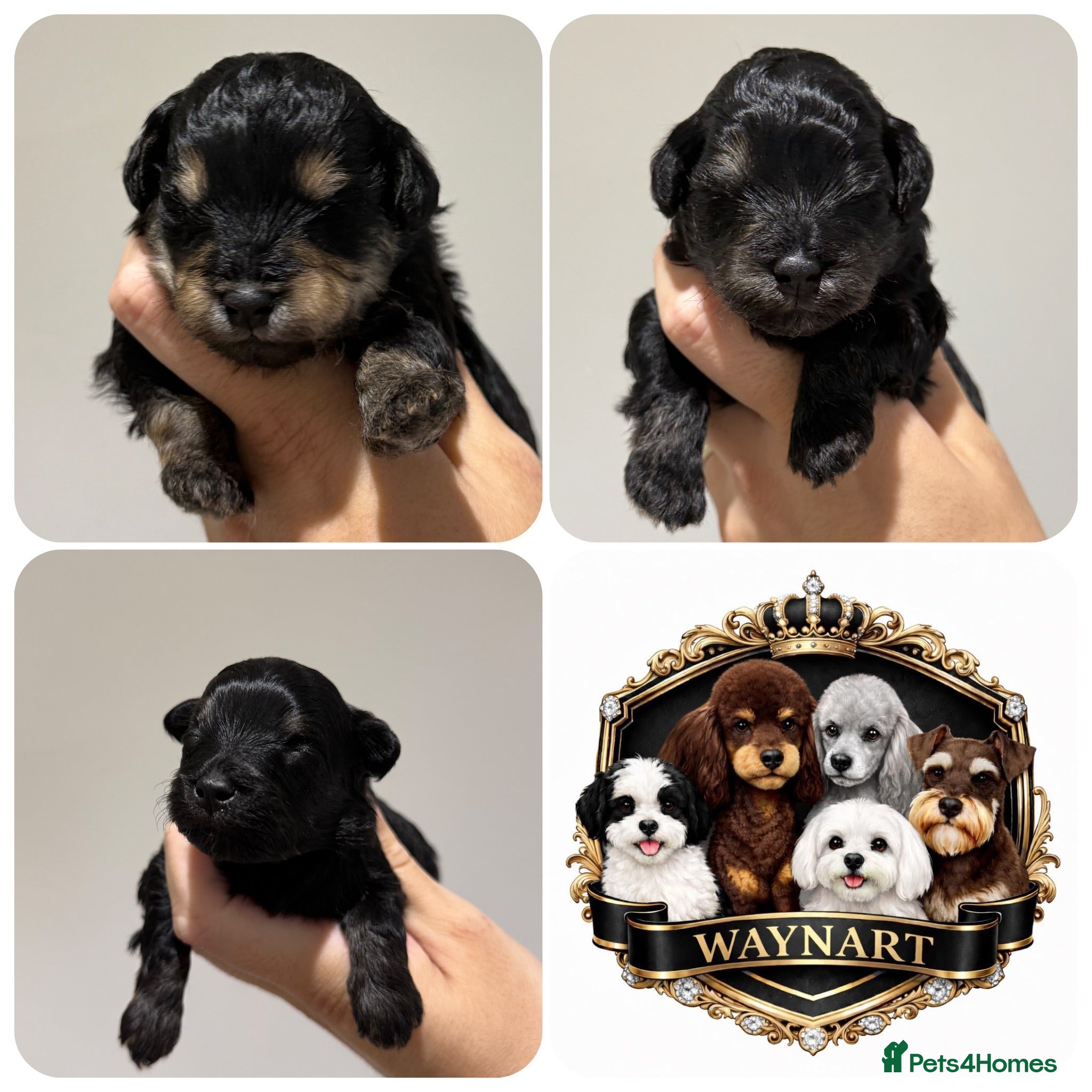 Schnoodle dogs 💫 OUTSTANDING DNA CLEAR FLUFFY SCHNOODLES 💫 - Advert 1