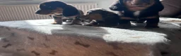Miniature Dachshund dogs for sale: *** 3 beautiful mini dachshunds ** - Advert 27