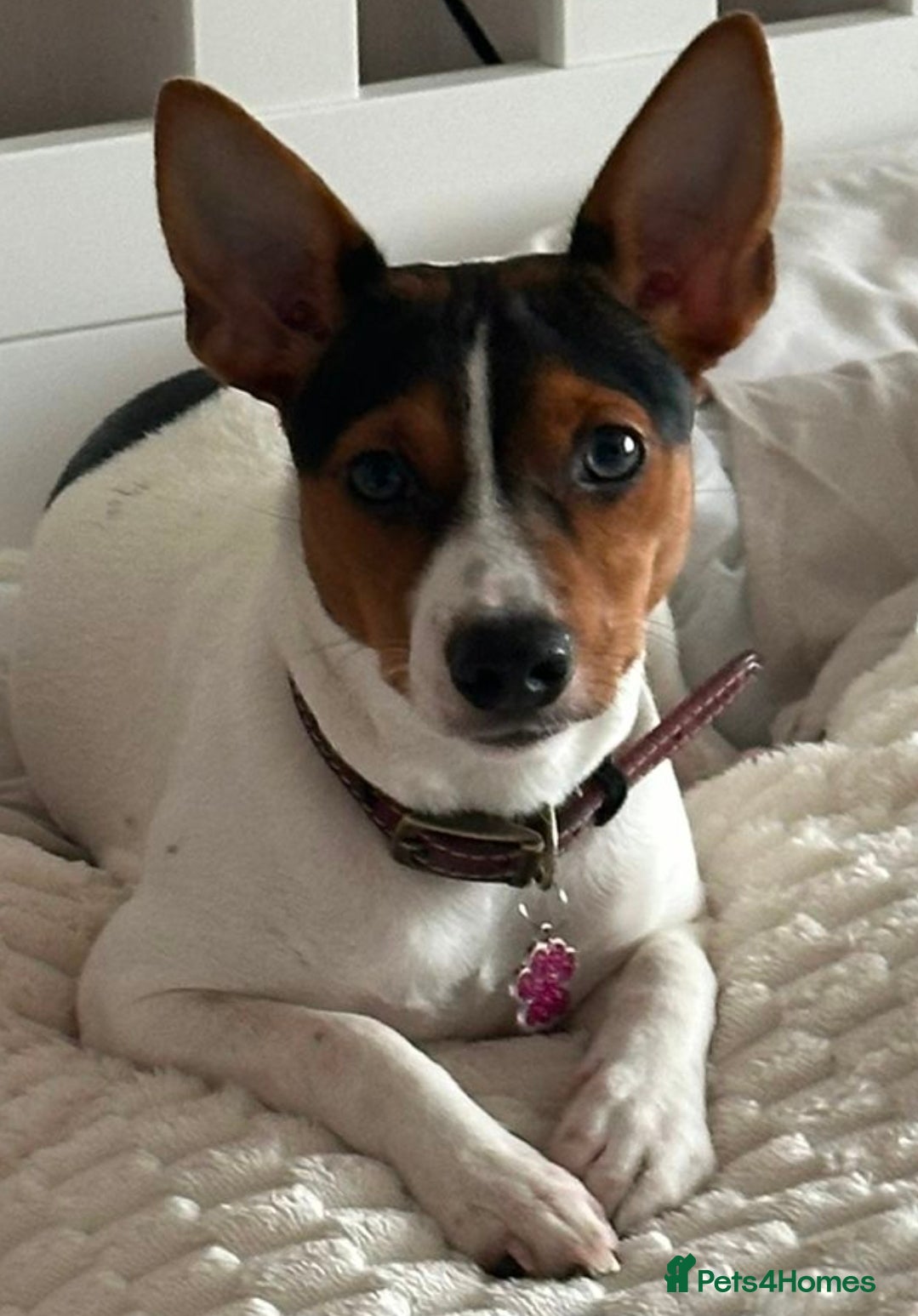 Jack Russell dogs 5 Stunning Tradition Jack Russell Puppies - Advert 1