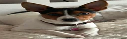 Jack Russell dogs for sale: 5 Stunning Tradition Jack Russell Puppies - Advert 1