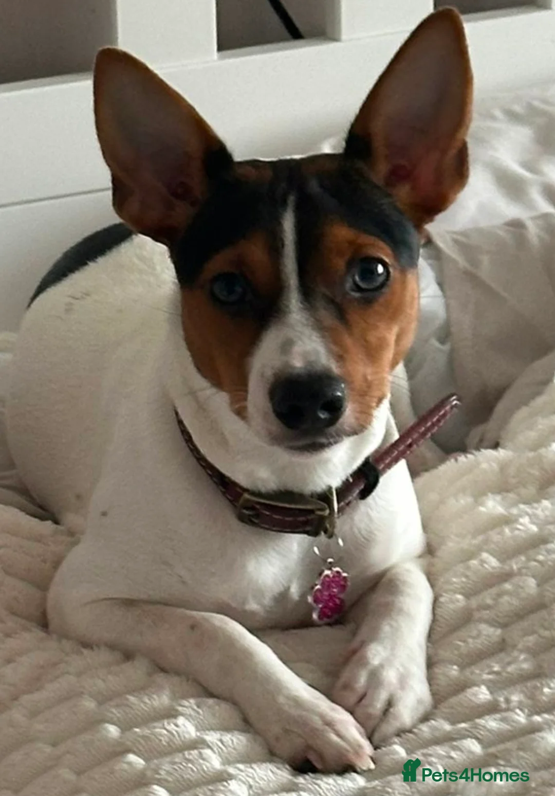 Jack Russell dogs for sale: 5 Stunning Tradition Jack Russell Puppies - Advert 1