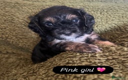 Cavapoo dogs for sale: Beautiful F1 cavapoos phantom 3 girls left 💜💖❤️ - Image 2