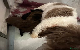 Toy Poodle dogs for sale: Tiny toy poodle puppies  - Image 17