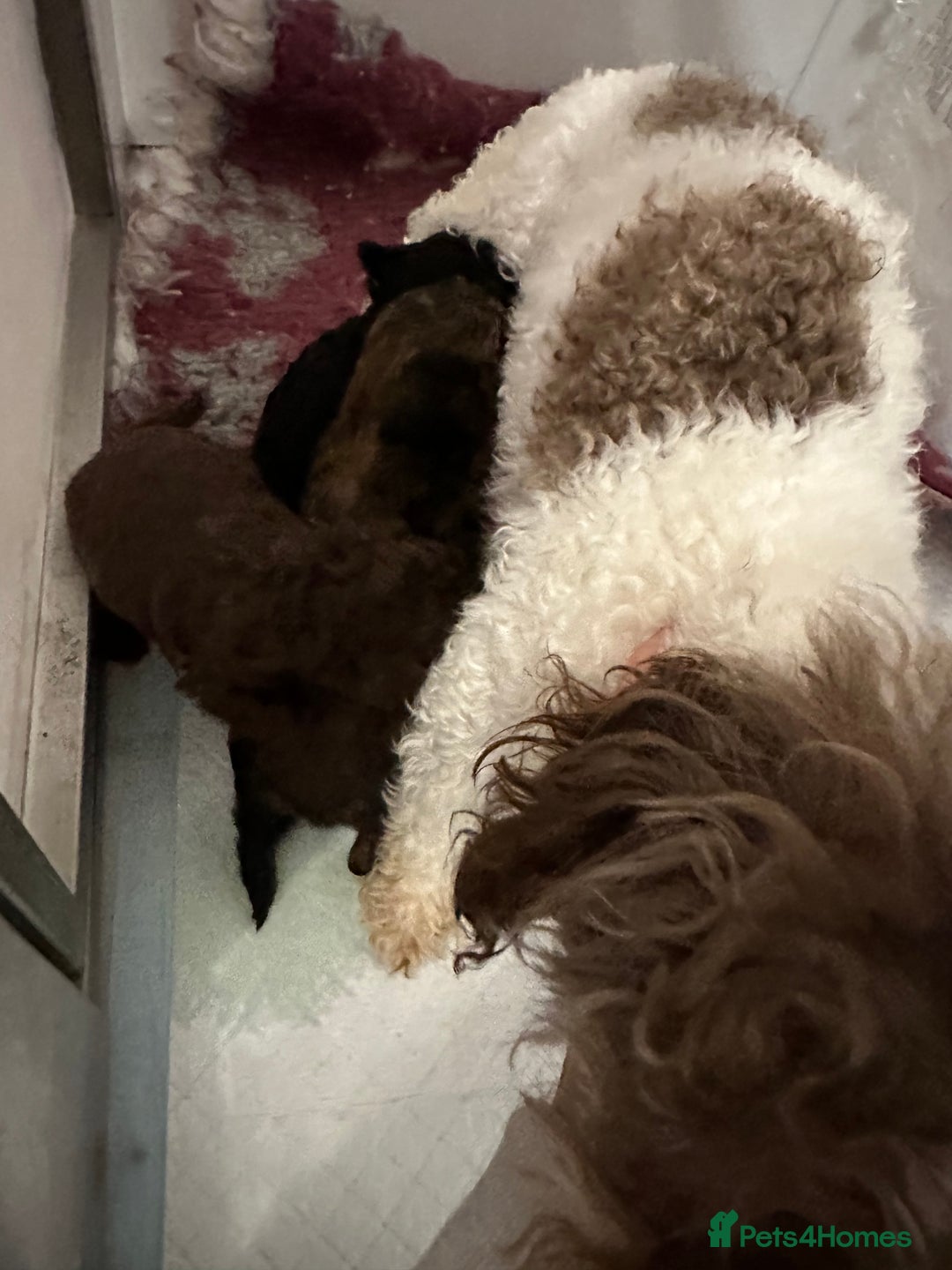 Toy Poodle dogs for sale: Tiny toy poodle puppies  - Image 17