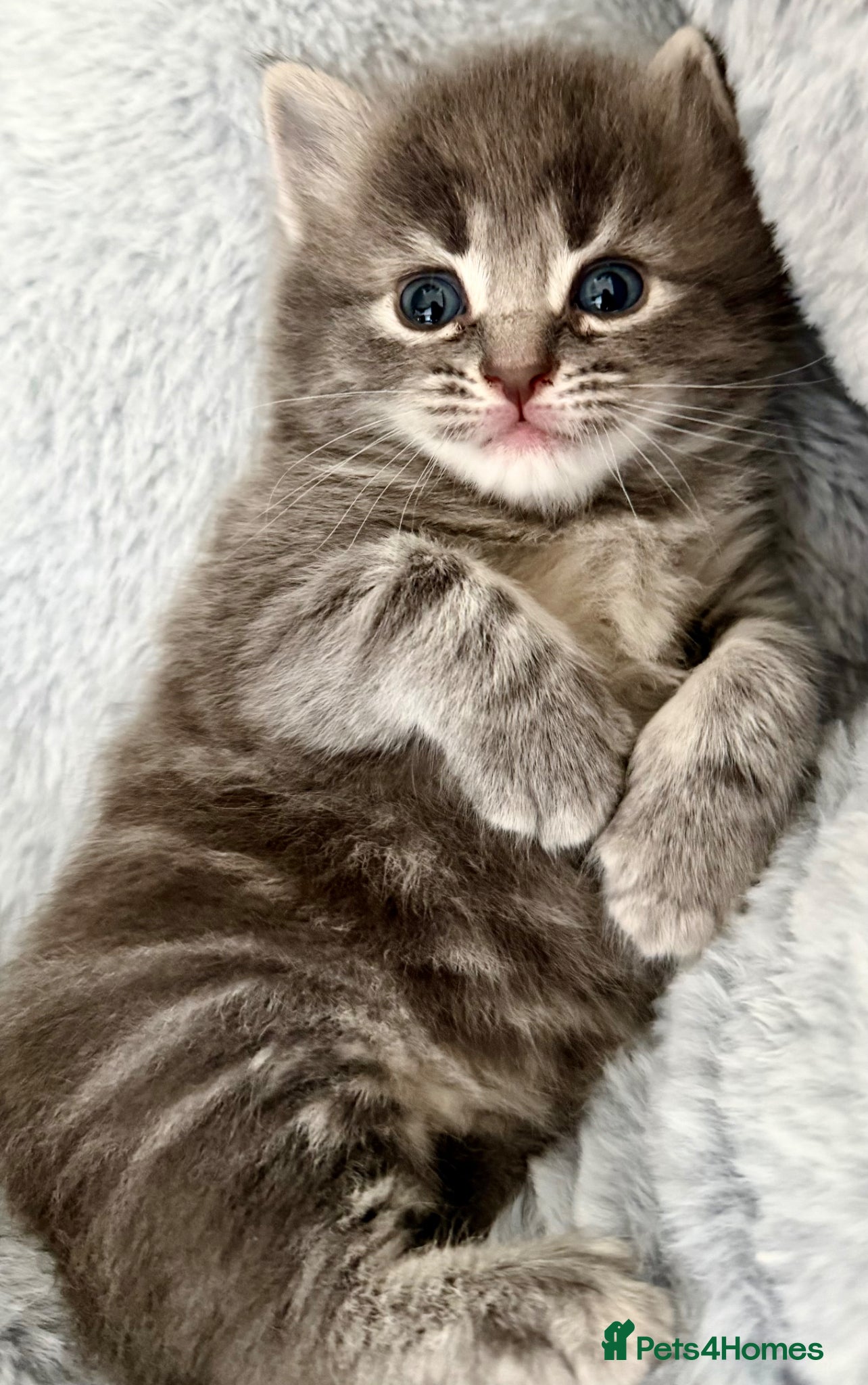 Mixed Breed cats for sale: Gorgeous, lovely Tabby kittens looking for home💕 - Advert 21
