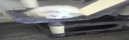 Ragdoll cats for sale: Ragdoll kitten for sale - Advert 4