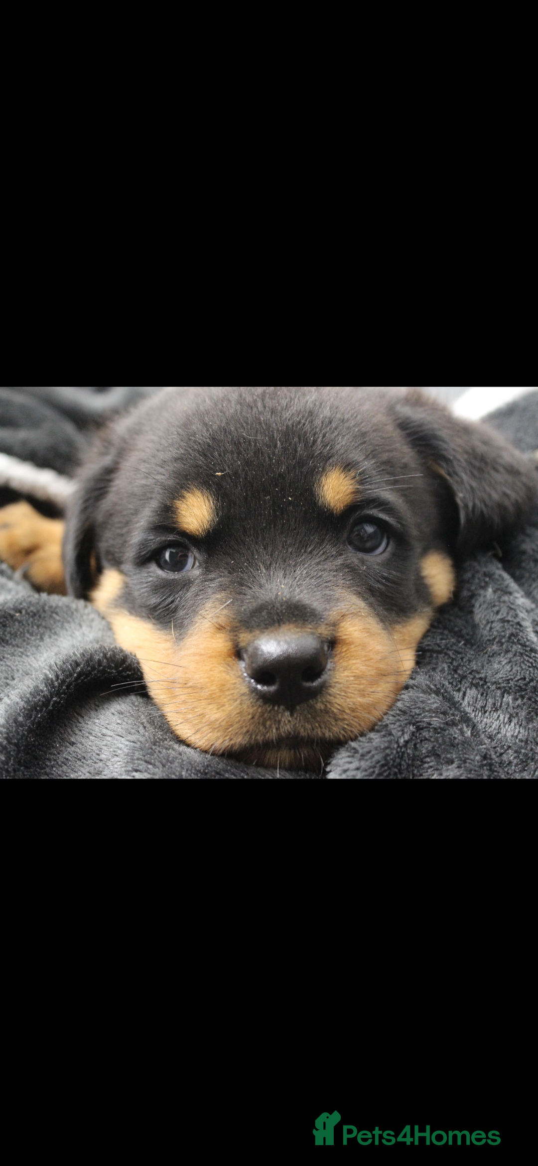 Rottweiler dogs for sale: Stunning Rottweiler Puppies  - Advert 3