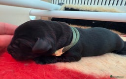 Labrador Retriever dogs for sale: Beautiful chunky litter of black pups  - Advert 26