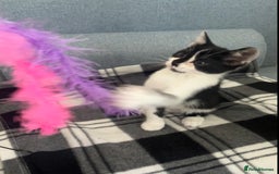 Mixed Breed cats for sale: Bengal x British long hair kittens  - Image 19