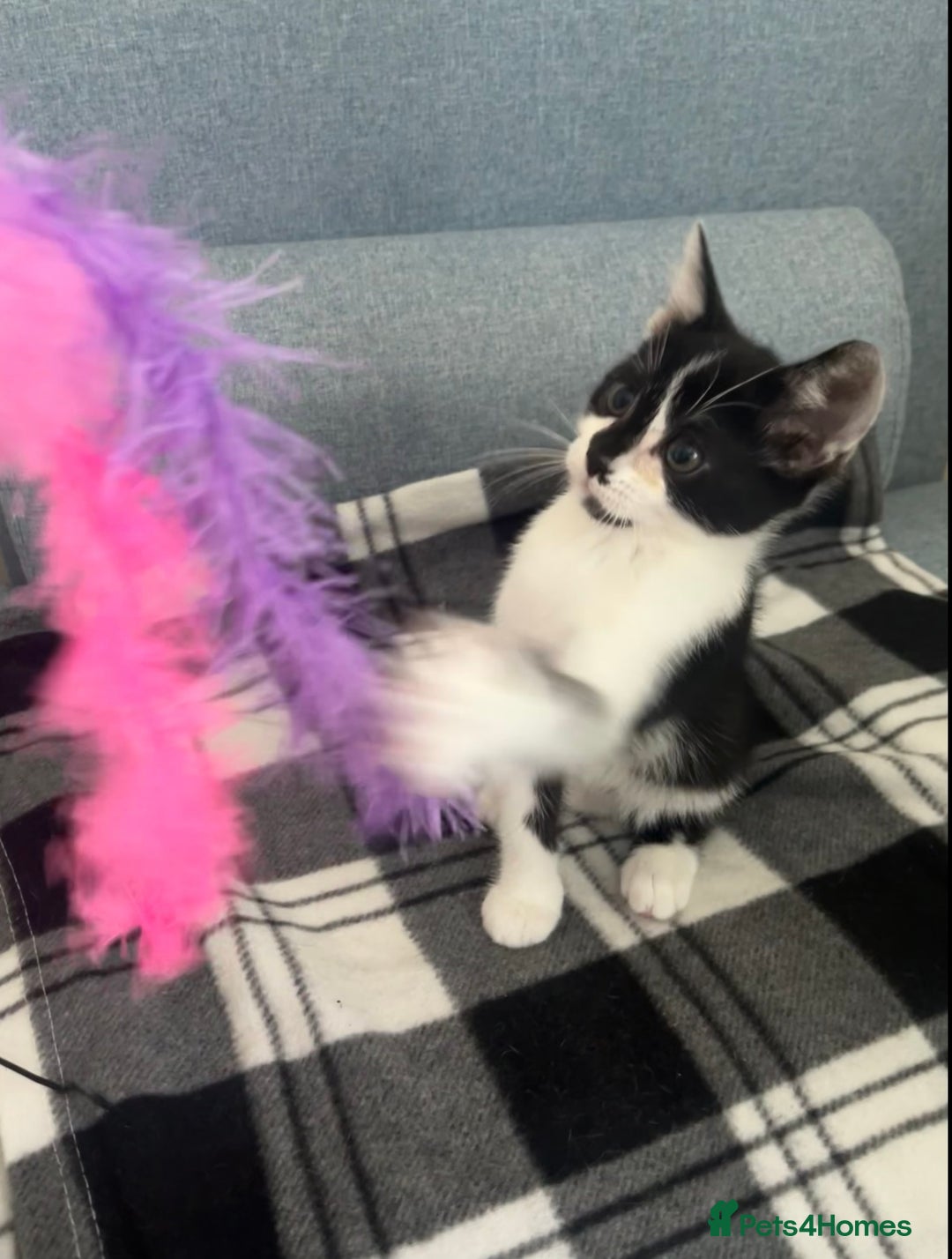 Mixed Breed cats for sale: Bengal x British long hair kittens  - Image 19